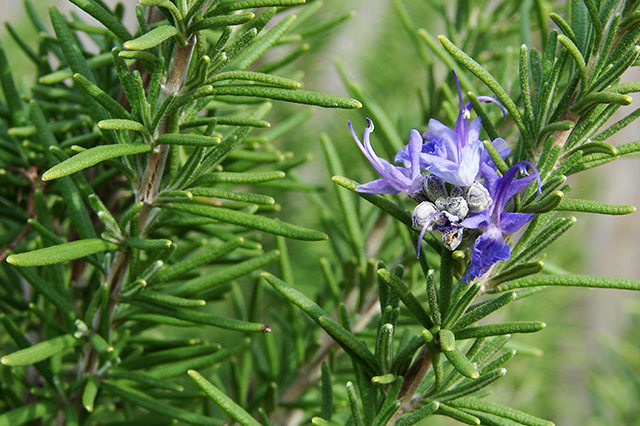 Rosemary Δεντρολίβανο - Image 1