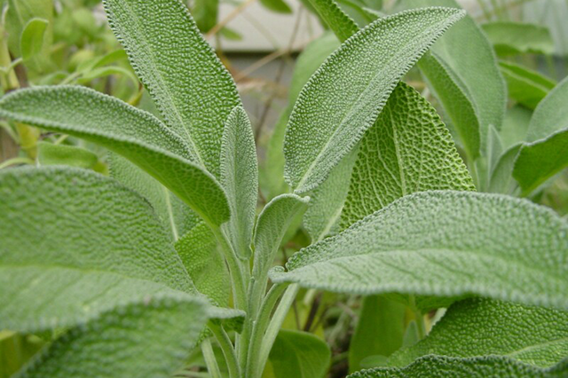 faskomilo Φασκόμηλο - Image 1