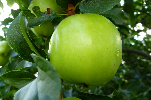 green-apple Πράσινο Μήλο - Image 1
