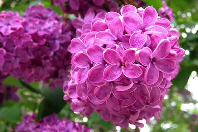 pasxalia Πασχαλιά - Image 1